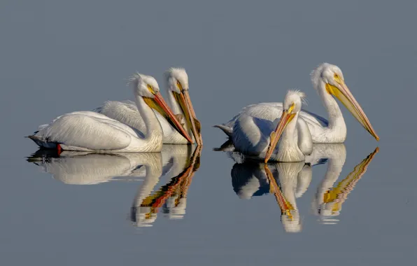 Reflection, bird, beak, Pelican