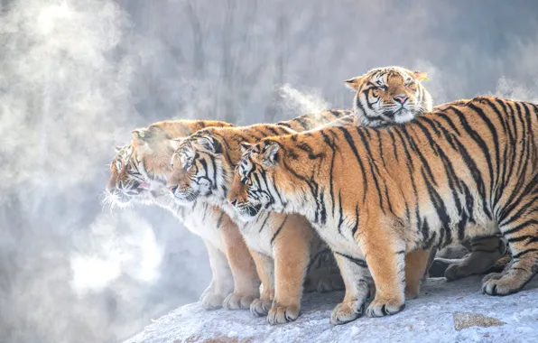 Winter, forest, look, light, snow, branches, tiger, fog