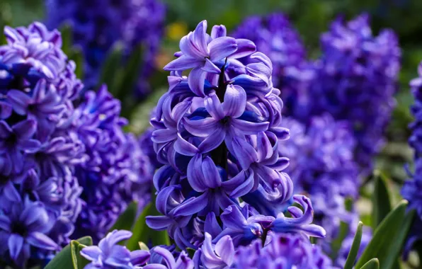 Picture purple, flowers, macro, lilac, bokeh, hyacinths, flowerbed, spring