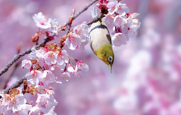 Light, flowers, branches, cherry, bird, spring, Sakura, pink