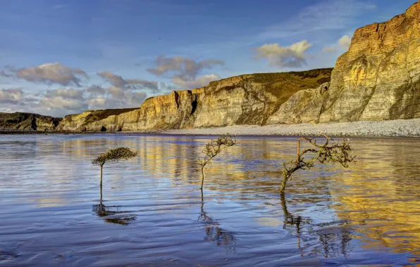 Picture trees, rocks, coast, Wales