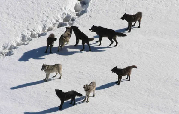 Picture nature, predator, animal, wolf, wildlife, portrait, wolf pack, portrait.