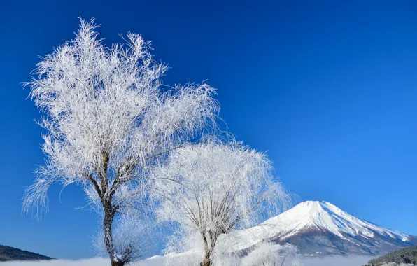 Winter, the sky, snow, trees, Japan, mount Fuji