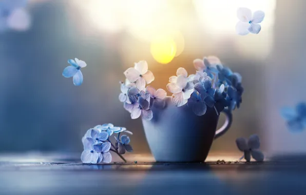 Flowers, petals, Cup, hydrangea, Ashraful Arefin