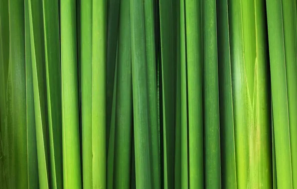 Greens, leaves, the reeds, reed
