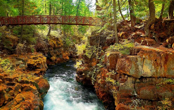 Forest, trees, bridge, river, stones, rocks, stream