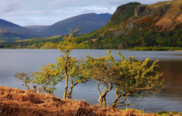 Summer, trees, nature, lake