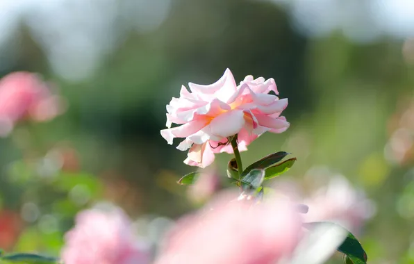 Field, pink, rose, focus, the bushes