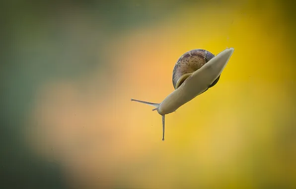 Picture background, color, snail