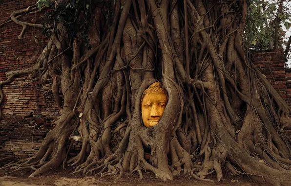 Picture trees, face, wall, Buddha, Buddha, Ban Wat Tum