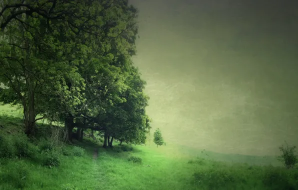 Picture field, trees, landscape