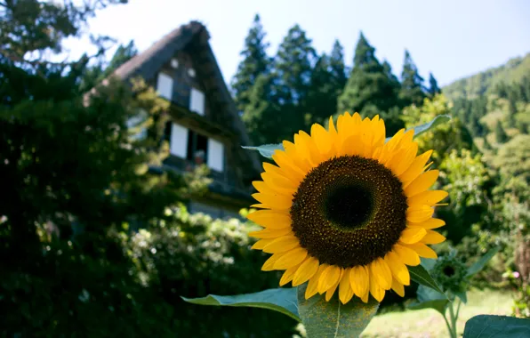 Flower, house, sunflower, garden