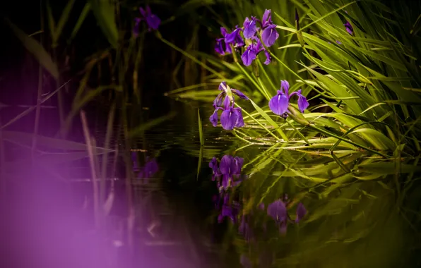 Leaves, lake, pond, reflection, shore, spring, pond, lilac