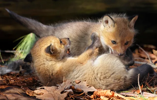 Nature, the game, Fox, Fox, kids, a couple, Fox, cubs