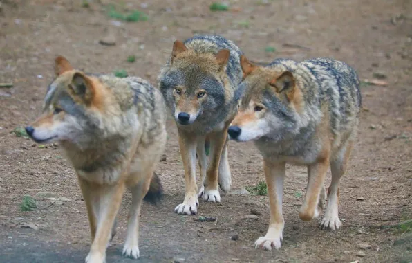Nature, face, animal, wolf, wildlife, head, fur, mammal