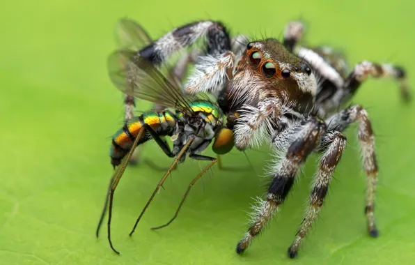 Picture macro, green, background, the victim, spider, predator, insect, jumper