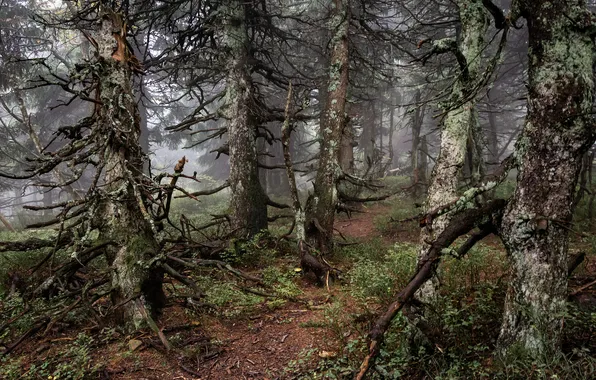 Forest, trees, branches, nature, fog, trunks, ate, haze