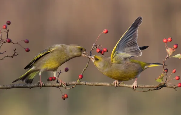 Picture branches, pose, berries, background, bird, two, fruit, pair