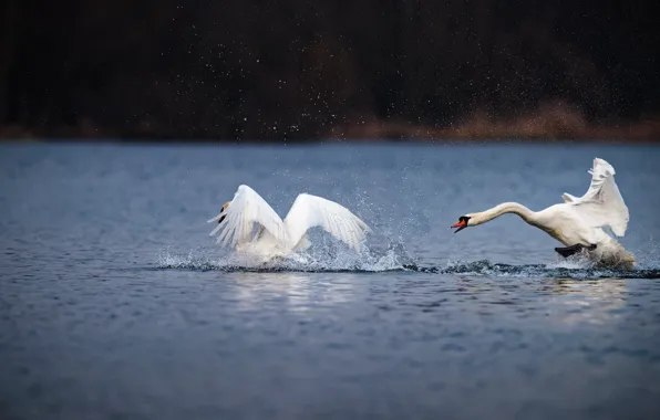 Picture water, drops, love, squirt, lake, pond, bird, shore