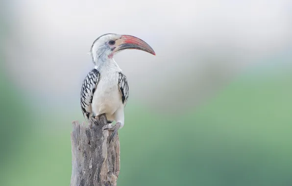 Nature, bird, Red Billed Hornbill