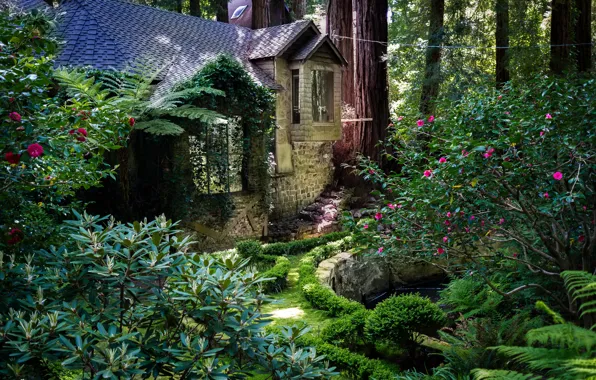 Picture trees, Park, CA, house, USA, the bushes, Redwood National Park