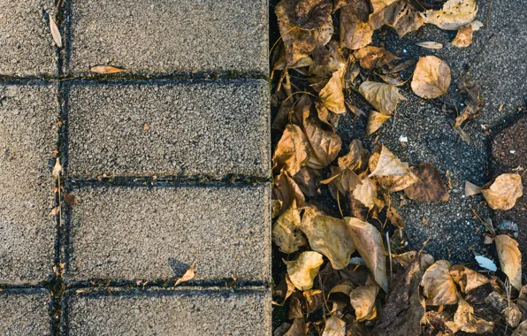 Autumn, leaves, shadows, texture, texture, autumn, leaves, shadows