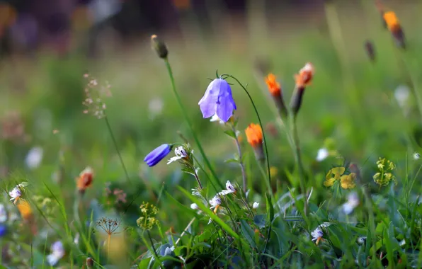 Summer, grass, flowers