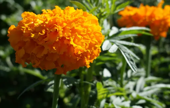 Flower, yellow, nature, plant, garden, marigolds