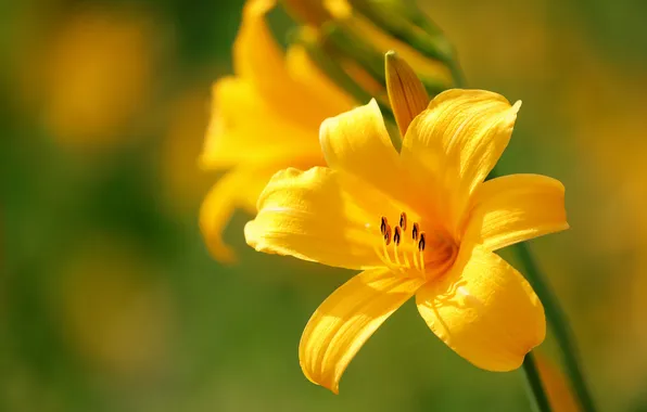 Flower, summer, macro, light, flowers, Lily, yellow, garden