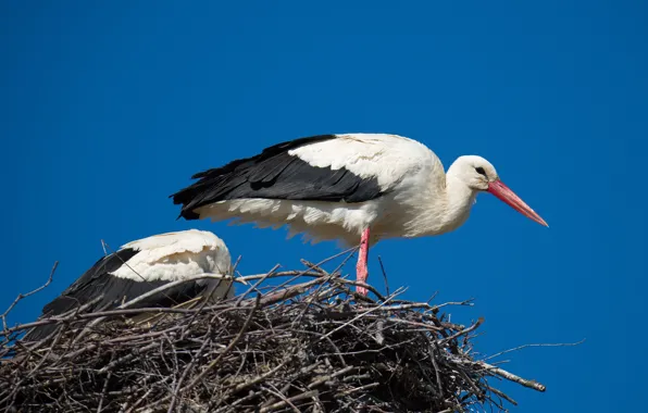 Wallpaper birds, spring, socket, stork for mobile and desktop, section  животные, resolution 5011x3345 - download