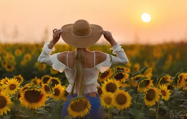 Picture field, girl, decoration, sunflowers, sunset, back, hat, Vitaly Kitaev