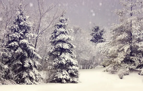 Winter, snow, trees, branches, nature, tree, tree