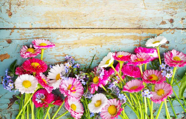 Flowers, chamomile, wildflowers, Daisy