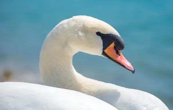 Picture background, bird, beak, Swan