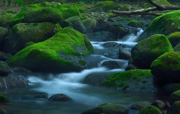 Picture forest, river, stream, stones, moss, stream