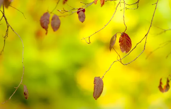 Autumn, leaves, nature
