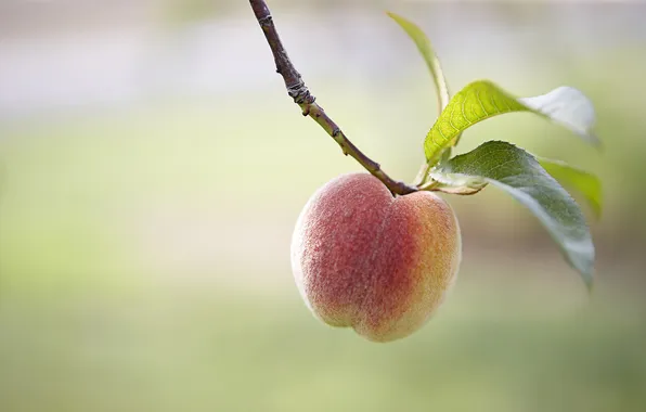 Picture tree, branch, Peach