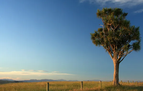 The sky, grass, trees, posts, the fence