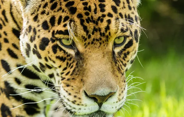 Cat, look, face, Jaguar