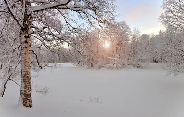 Picture winter, snow, morning, Russia, birch, Pushkin