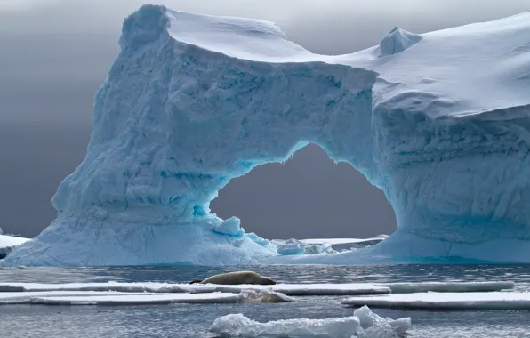 Picture iceberg, Antarctica, Petermann Island, Crabeater Seal