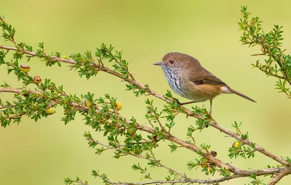 Trees, branches, bird, Brown Thornbill