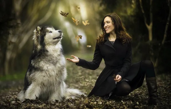 Picture leaves, girl, each, dog, Malamute