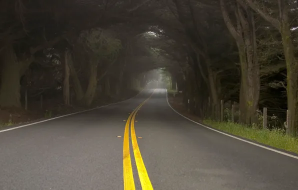 Road, trees, nature, fog, haze