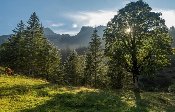 Greens, forest, summer, the sun, clouds, rays, light, trees
