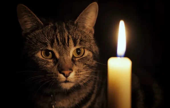 Picture cat, look, candle