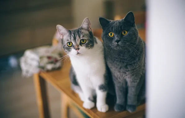 Eyes, cats, table, chair, curiosity