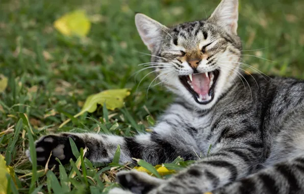 Language, cat, grass, cat, face, nature, grey, paws