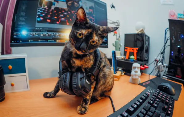 Computer, cat, look, table, headphones
