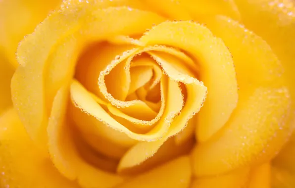 Drops, close-up, Rosa, rose, yellow